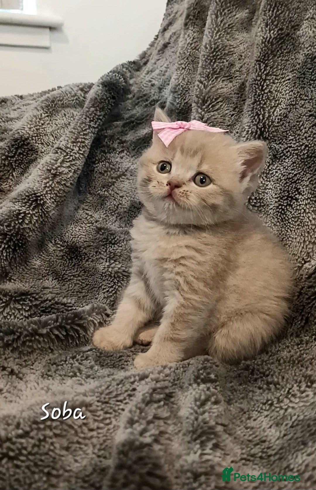 British Shorthair cats Rose gold British Shorthair  - Advert 2
