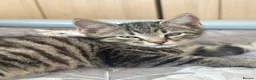 Mixed Breed cats for sale: Stunning Kittens looking for their forever homes - Advert 20