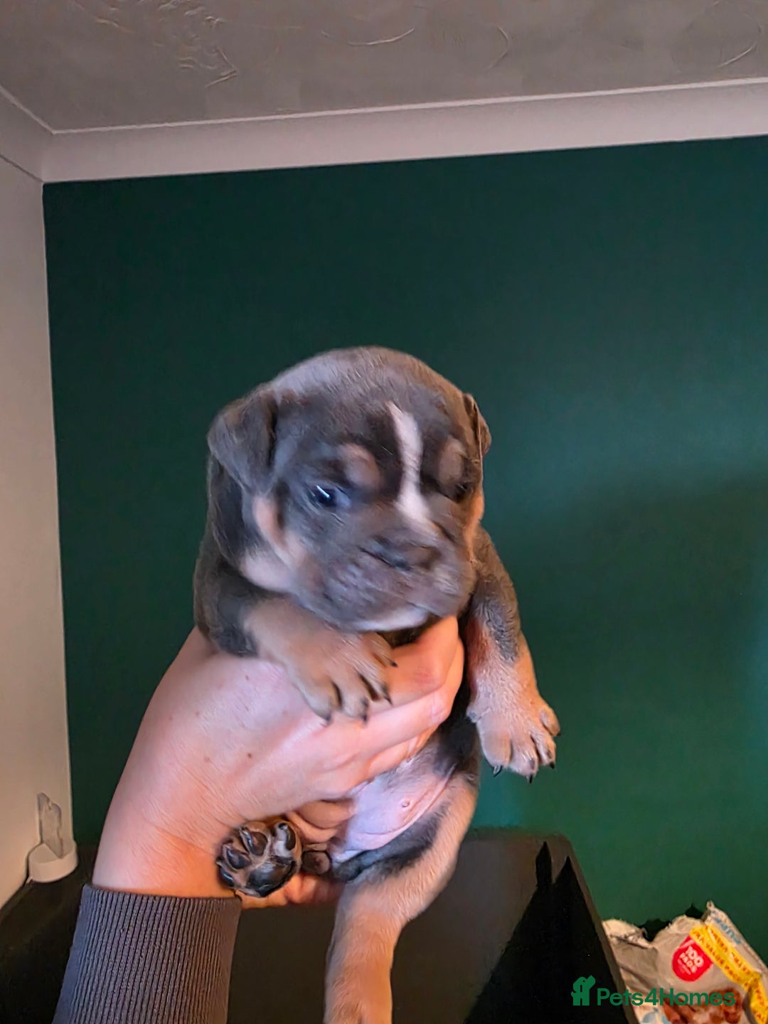 Olde English Bulldogge dogs for sale: Beautiful olde english Bulldogge pups  - Advert 4