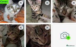 Mixed Breed cats for sale: 2 cats for sale must go together  - Image 1