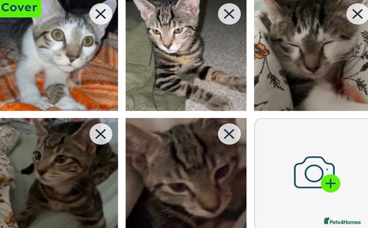 Mixed Breed cats - Advert 2