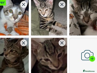 Mixed Breed cats - Advert 28