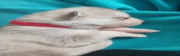 Siberian Husky dogs for sale: Stunning Siberian Husky Puppies – Blue Eyes - Advert 14
