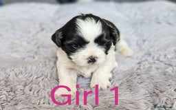 Shih Tzu dogs for sale: Shih Tzu puppies - Image 2
