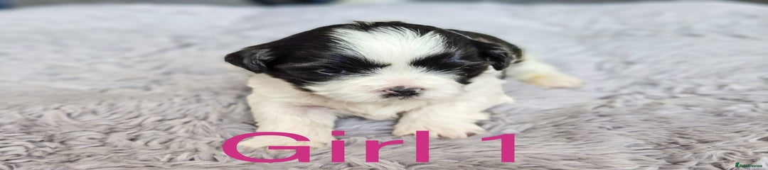 Shih Tzu Puppy 2