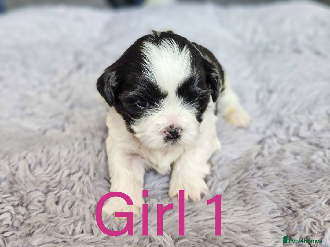 Shih Tzu dogs for sale: Shih Tzu puppies - Image 2