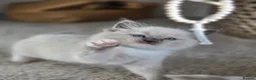 Ragdoll cats for sale: Zamir Ragdoll Family - Advert 15
