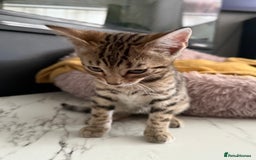 Bengal cats for sale: Three Stunning Bengals for sale 🖤 - Image 28