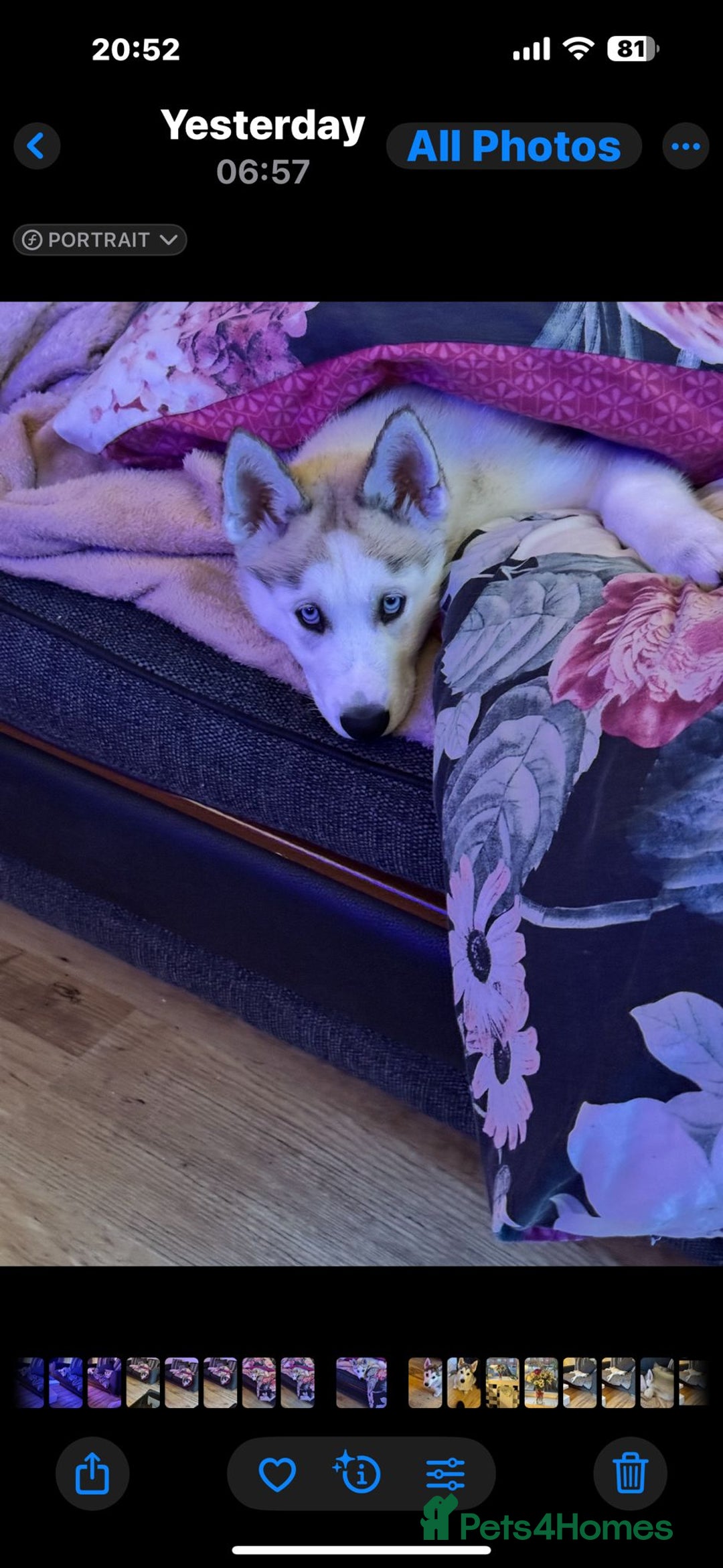 Siberian Husky dogs for sale: 12 week old male - Image 5