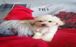 Maltipoo dogs for sale: Toy Maltipoos  - Image 2