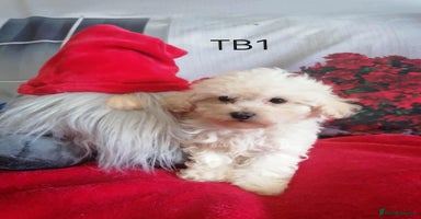 Maltipoo dogs - Advert 3