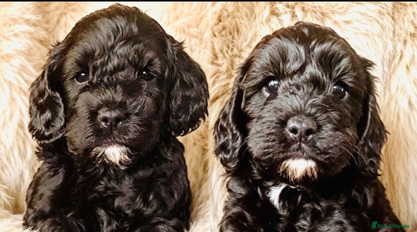 Maltipoo dogs F1b MALTIPOO BOYS -SUPERB FAMILY PETS - Advert 18