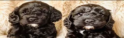 Maltipoo dogs for sale: F1b MALTIPOO BOYS -SUPERB FAMILY PETS - Advert 1