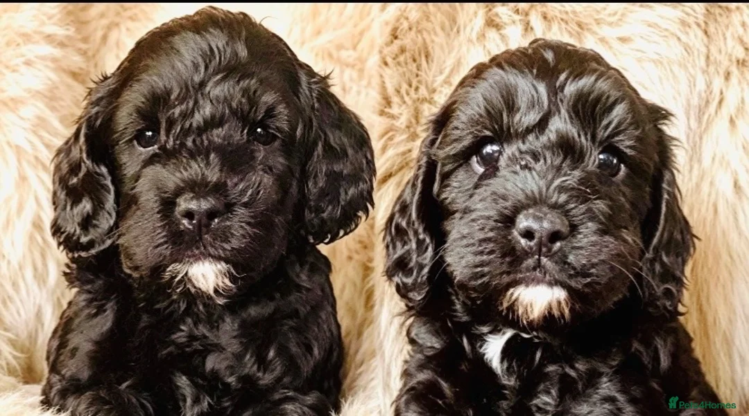 Maltipoo dogs for sale: F1b MALTIPOO BOYS -SUPERB FAMILY PETS - Advert 1