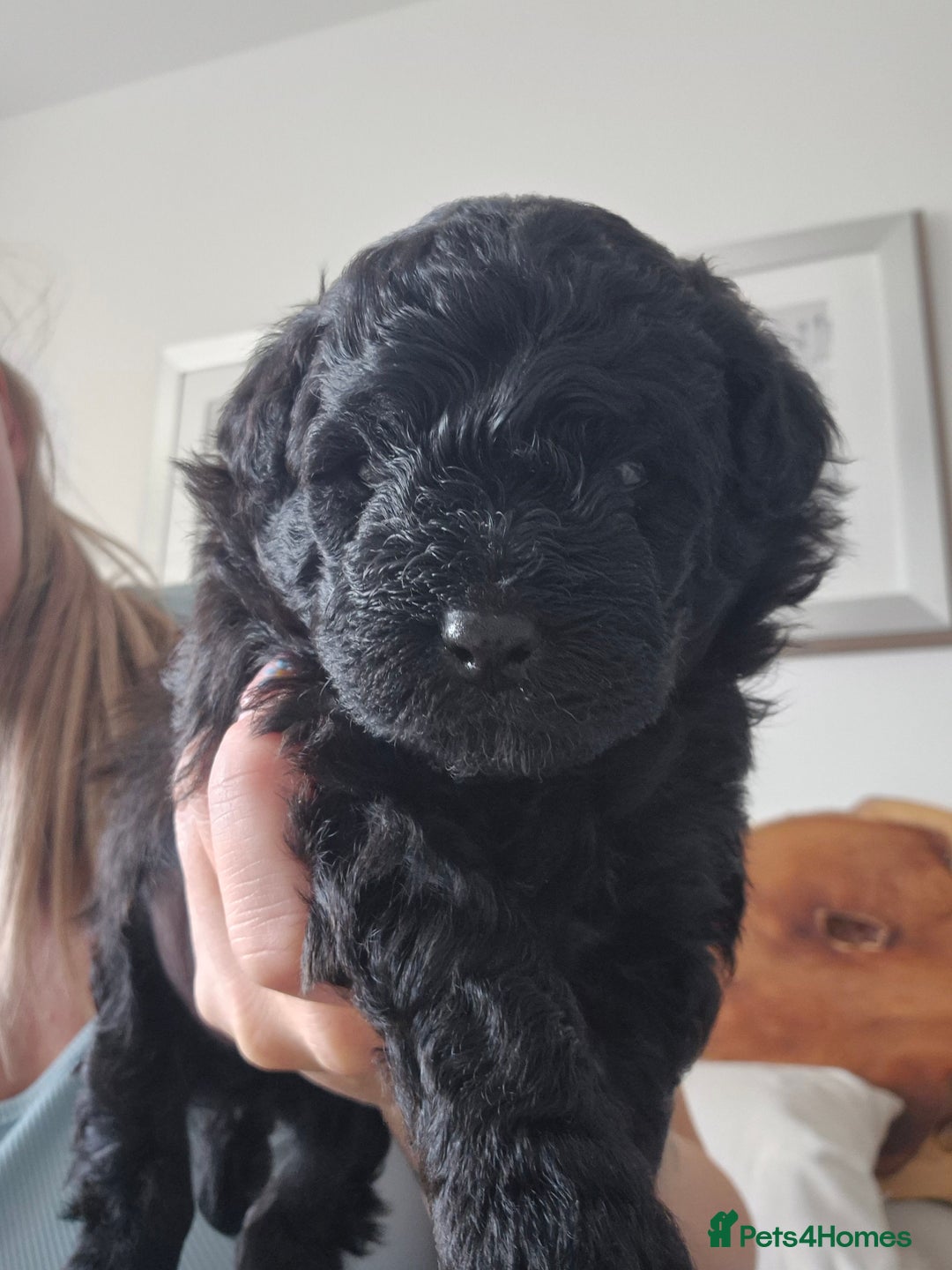 Pomapoo dogs for sale: Toy poodle x pomapoo  - Image 2