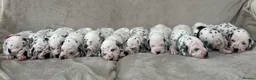Dalmatian dogs for sale: Beautiful litter of Dalmatian puppies  - Advert 7