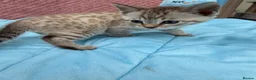 Bengal cats for sale: Snow Mink & Lynx 🩷💙 Pedigree TICA Bengal Kittens - Advert 23