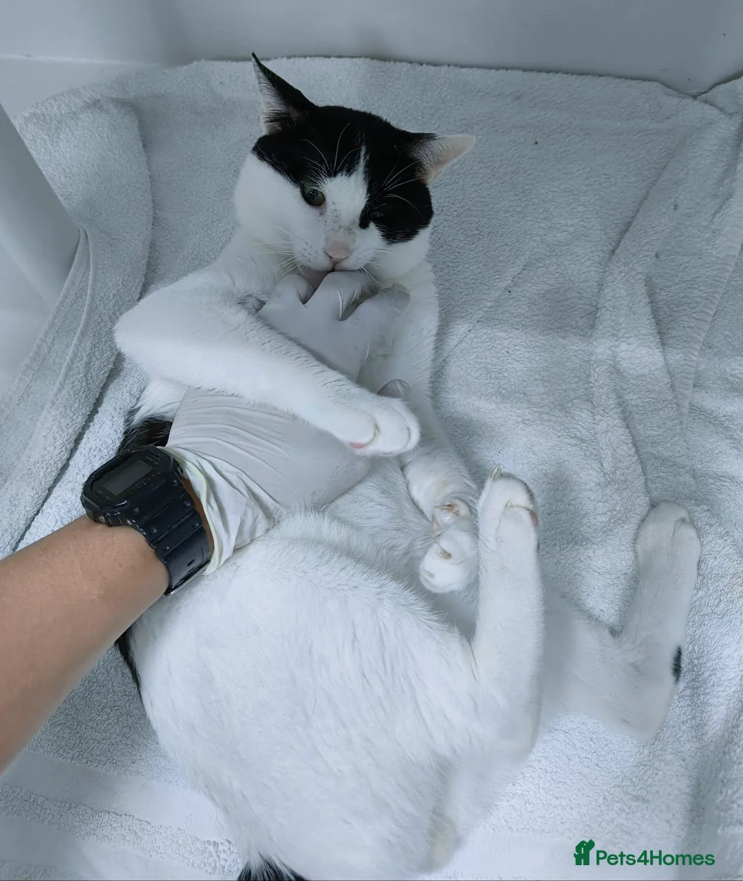 Mixed Breed cats for adoption: Zoom - playful and cuddly  - Advert 5