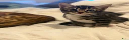 Mixed Breed cats for sale: Beauty Bengal Cross Kittens Looking for Their home - Advert 13