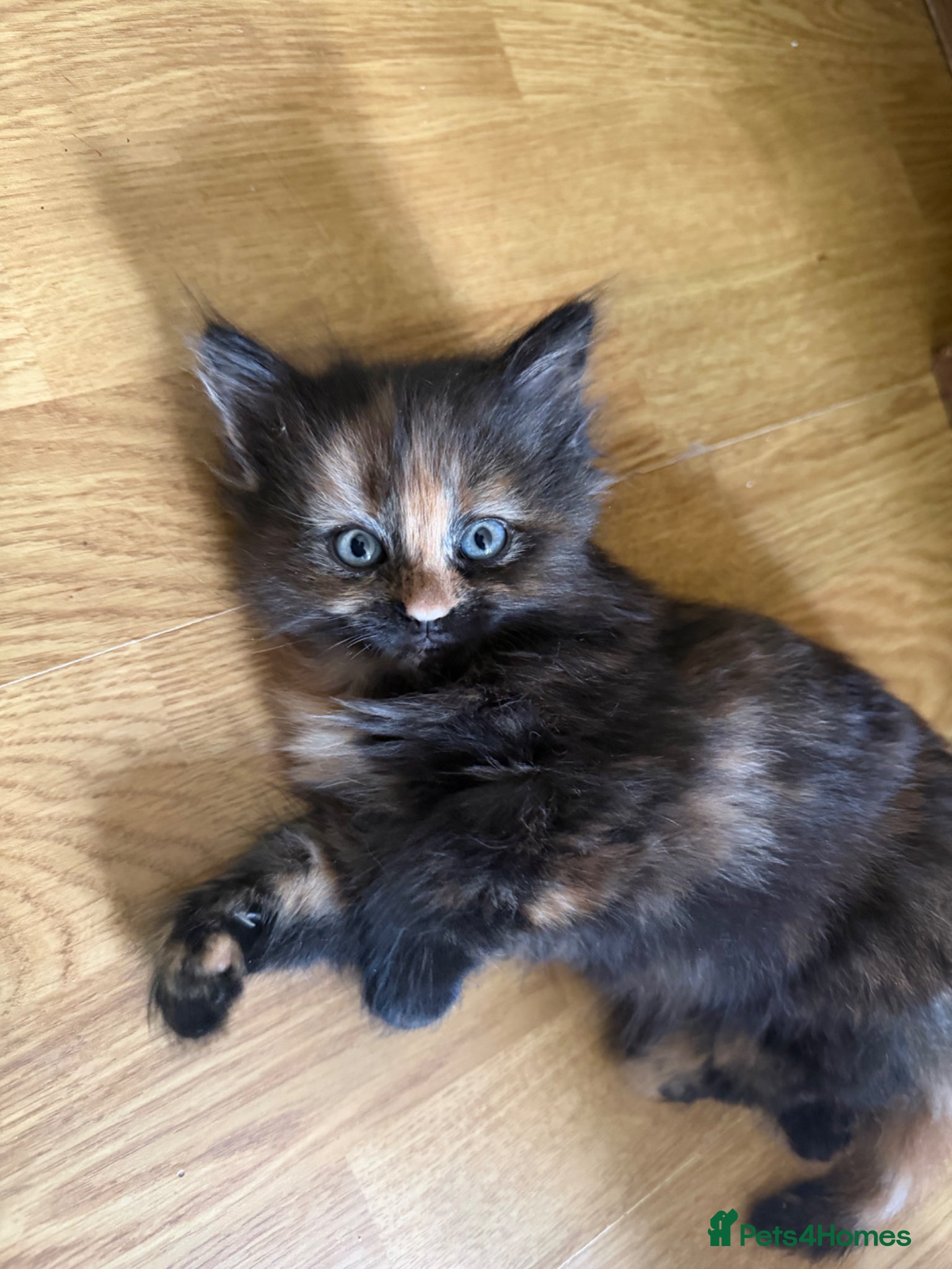 Mixed Breed Kitten 3