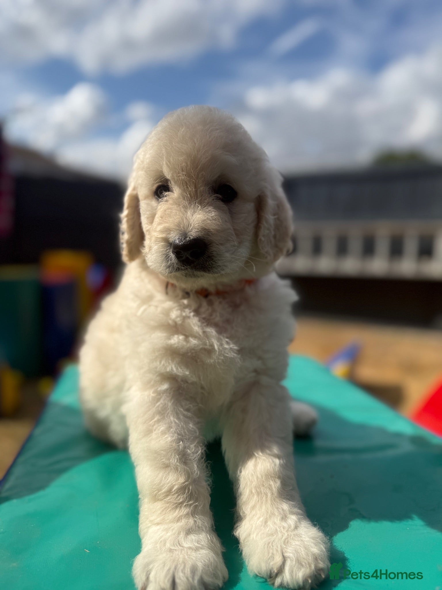 Goldendoodle dogs 🐾 Beautiful Multi-Gen Goldendoodle Puppies - Advert 2