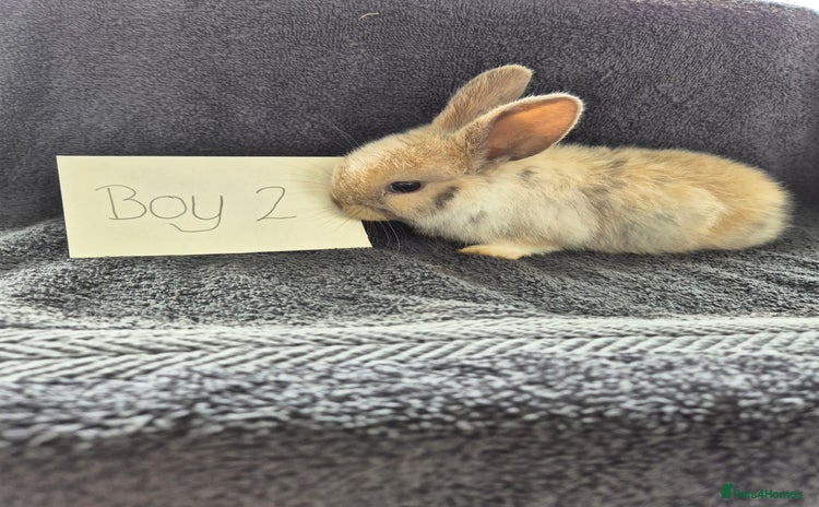 Mini Lop rabbits - Advert 10