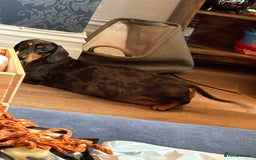 Miniature Dachshund dogs for sale: Miniature dapple dachshund  - Image 19