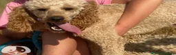 Cockapoo dogs for sale: F1 cockapoo boys ready 16 July  - Advert 15