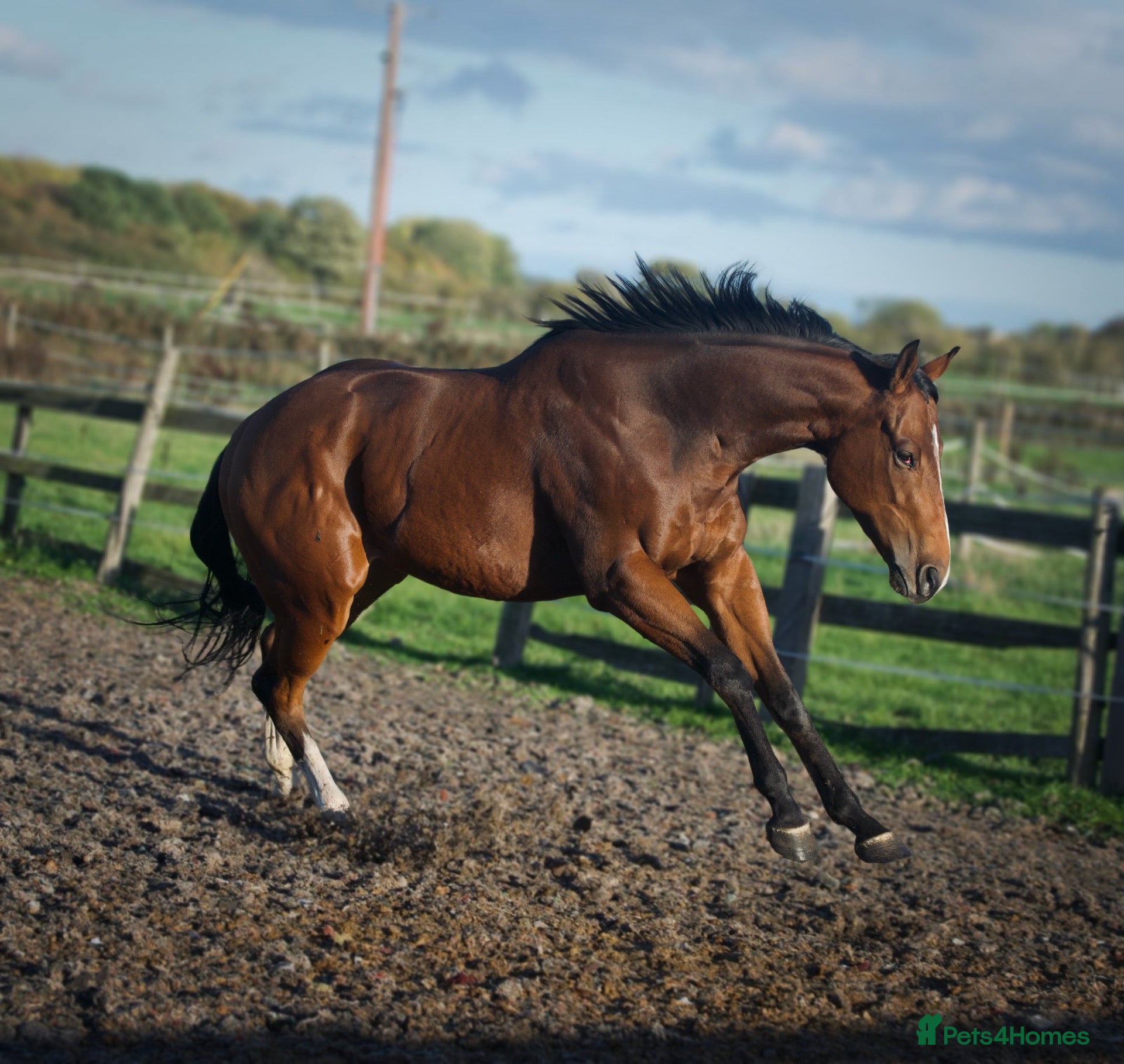 English Thoroughbred horses Lovely Ex racer for sale  - Advert 4