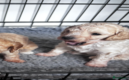 Cavapoo dogs for sale: Gorgeous little Caverpoo babies - Image 8
