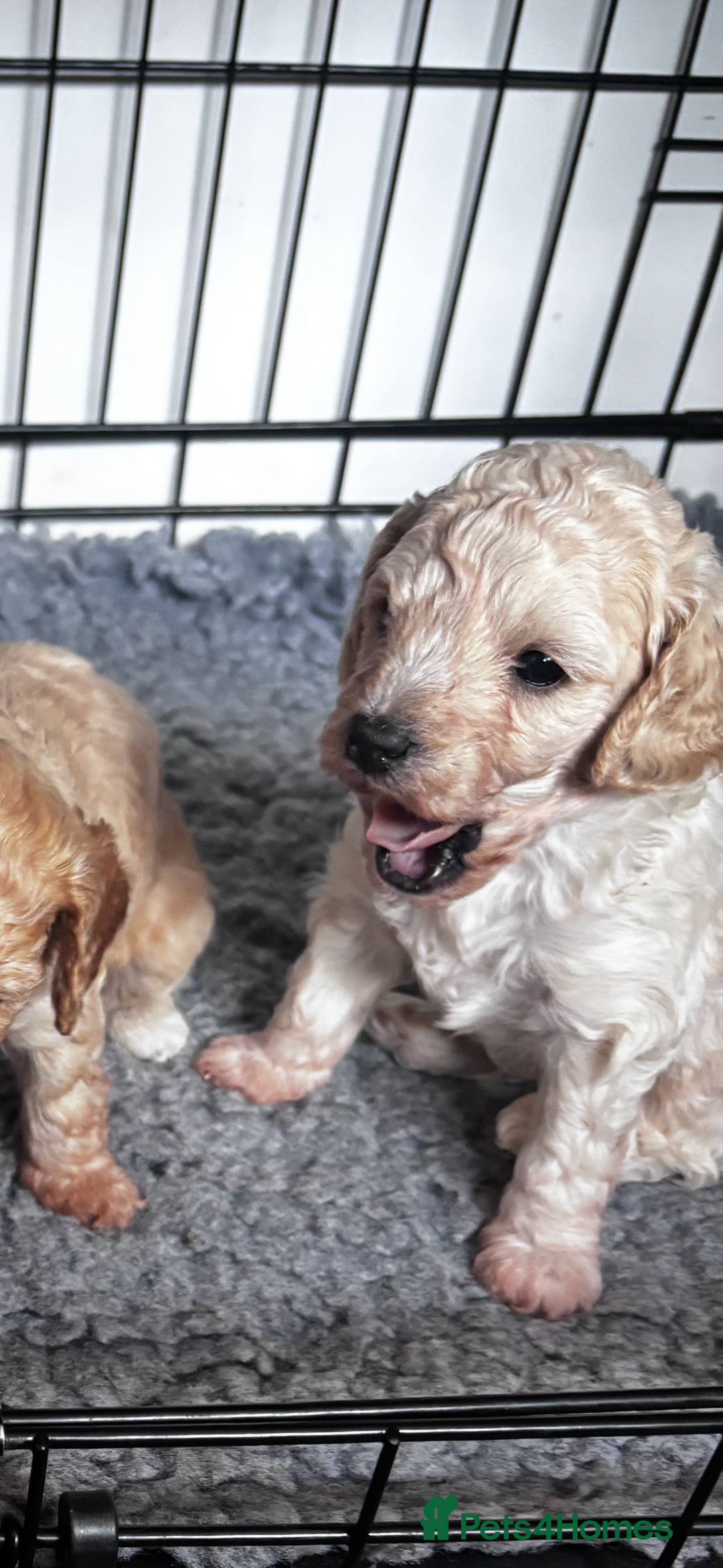 Cavapoo dogs for sale: Gorgeous little Caverpoo babies - Image 8
