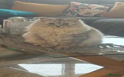 Mixed Breed cats for sale: Maine coon x Persian  - Image 10