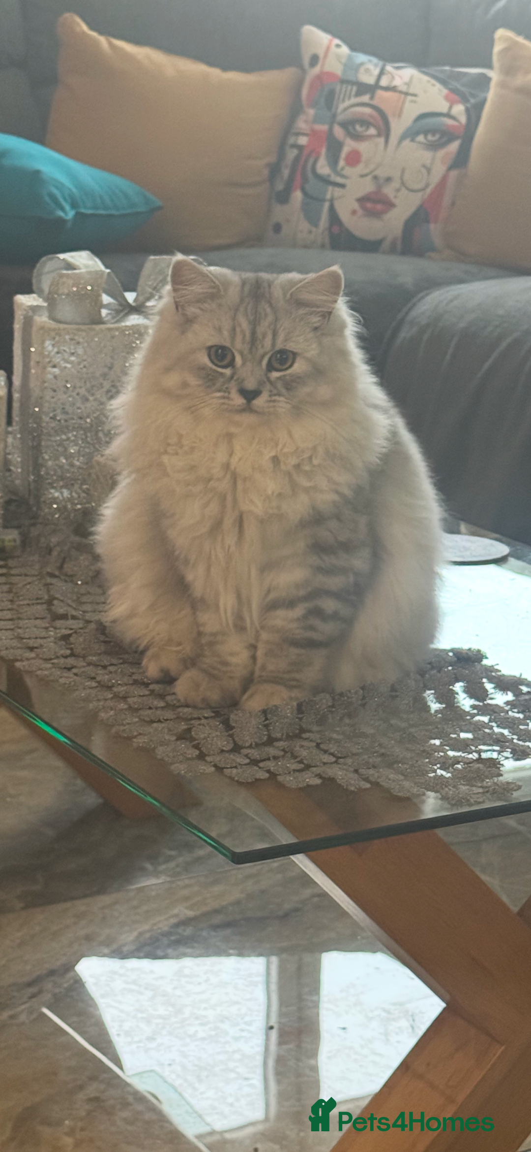 Mixed Breed cats for sale: Maine coon x Persian  - Image 10