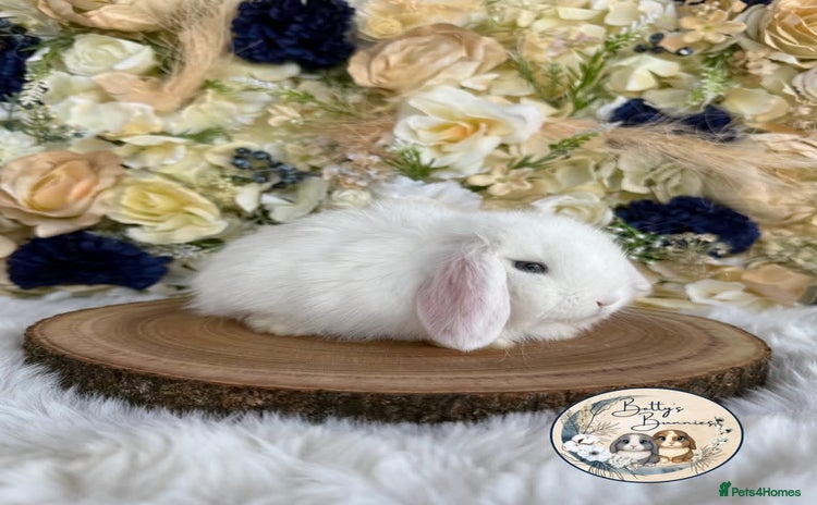 Mini Lop rabbits - Advert 14