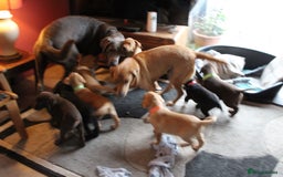 Labrador Retriever dogs for sale: Labrador Pupsfor Sale – Yellow, Chocolate, Black  - Image 18
