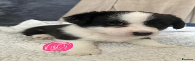 Welsh Corgi Cardigan 3