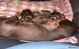 Miniature Dachshund dogs for sale: Miniature dachshund puppies - Image 4