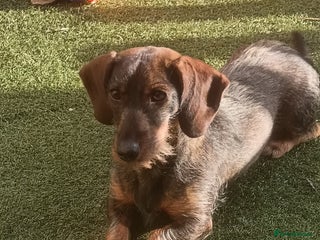 Dachshund dogs 1 year old dachshund - Advert 1