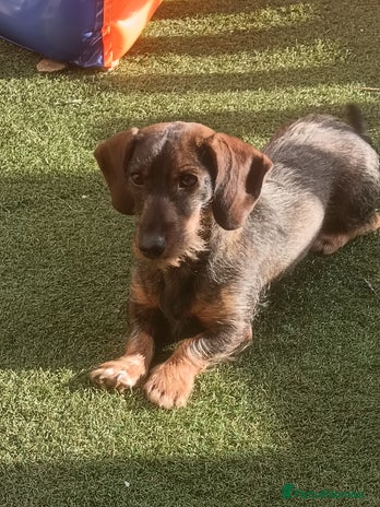 Dachshund dogs 1 year old dachshund - Advert 1