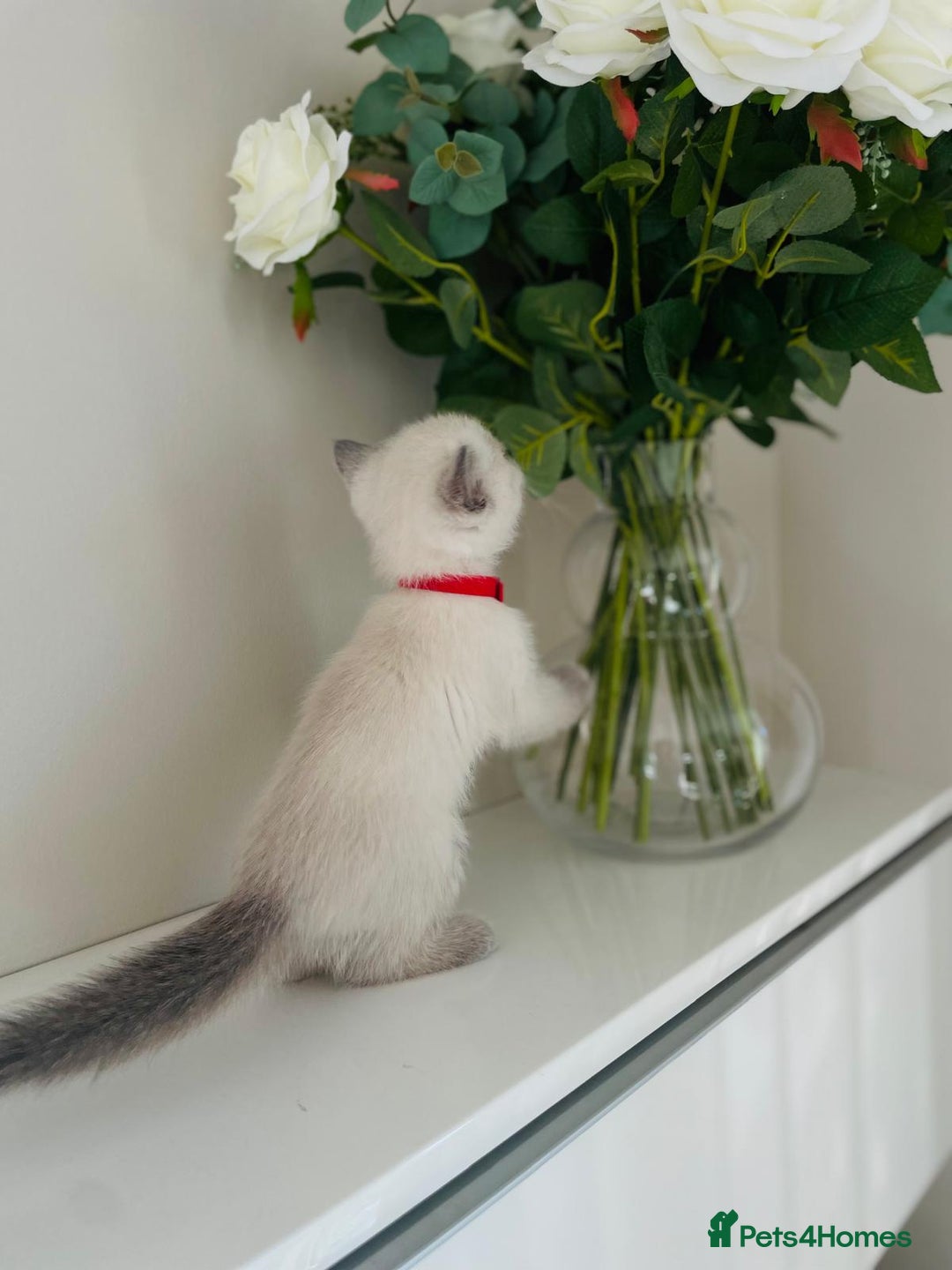 Scottish Fold cats for sale: Very Friendly Kittens, Pedigree Scottish Fold  - Advert 12