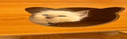 Ragdoll cats for sale: Beautiful Ragdoll cat - Advert 8
