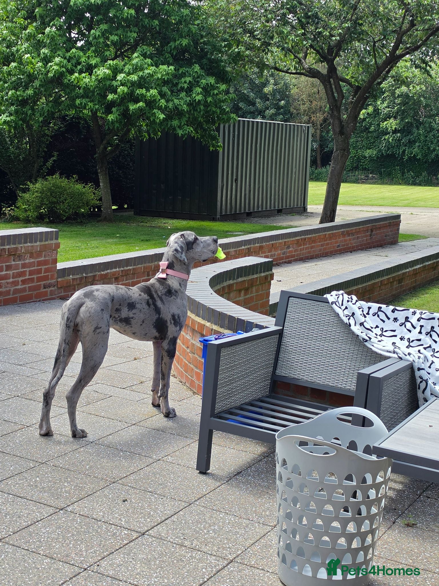Great Dane dogs 8 mth old merle great dane girl - Advert 1
