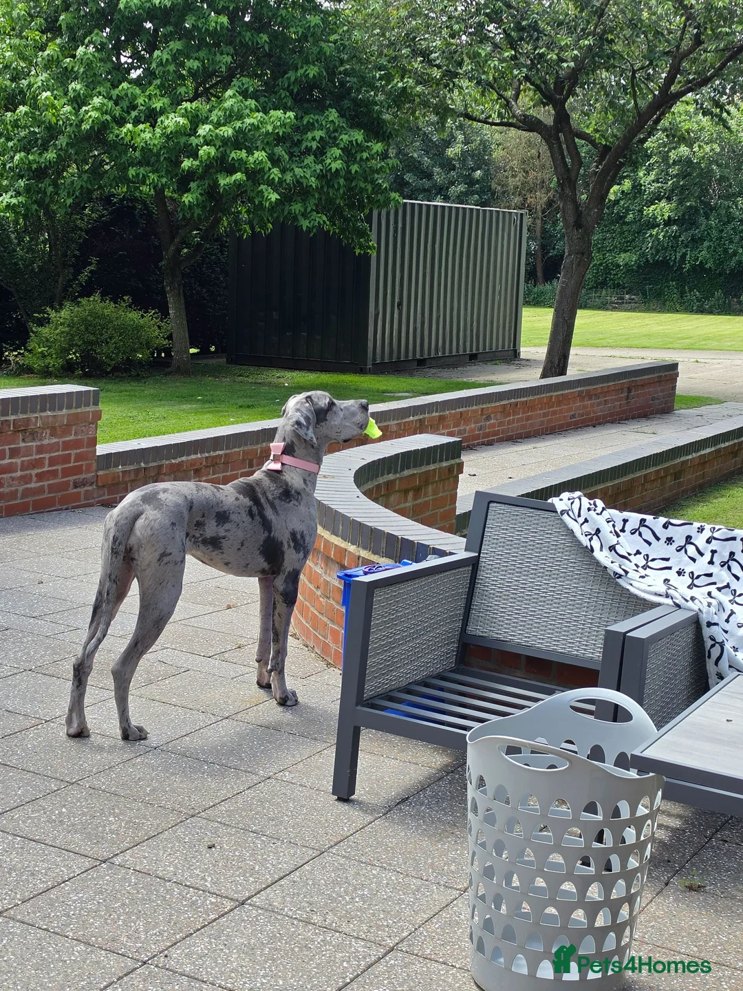 Great Dane dogs for sale: 8 mth old merle great dane girl in York - Advert 1