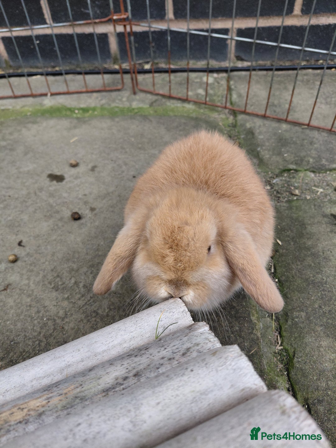 Mini Lop rabbits for sale: Mini Lop babies. All boys.  - Advert 9