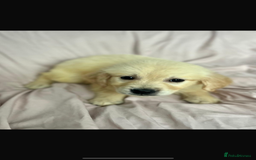 Golden Retriever dogs for sale: 🌟Beautiful champion🏆Golden retriever puppies🌟  - Image 5