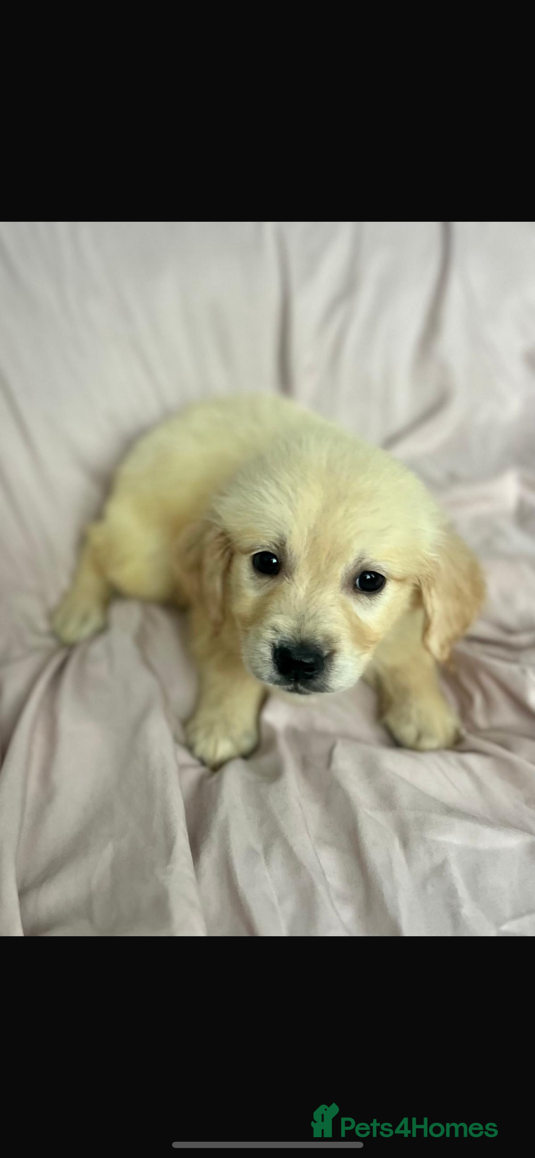 Golden Retriever dogs for sale: 🌟Beautiful champion🏆Golden retriever puppies🌟  - Image 5