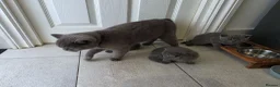 British Shorthair cats for sale: British shorthair for sale - Advert 11