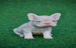 French Bulldog dogs for sale: 🌸Pink French bulldogs TOP QUALITY  - Image 15