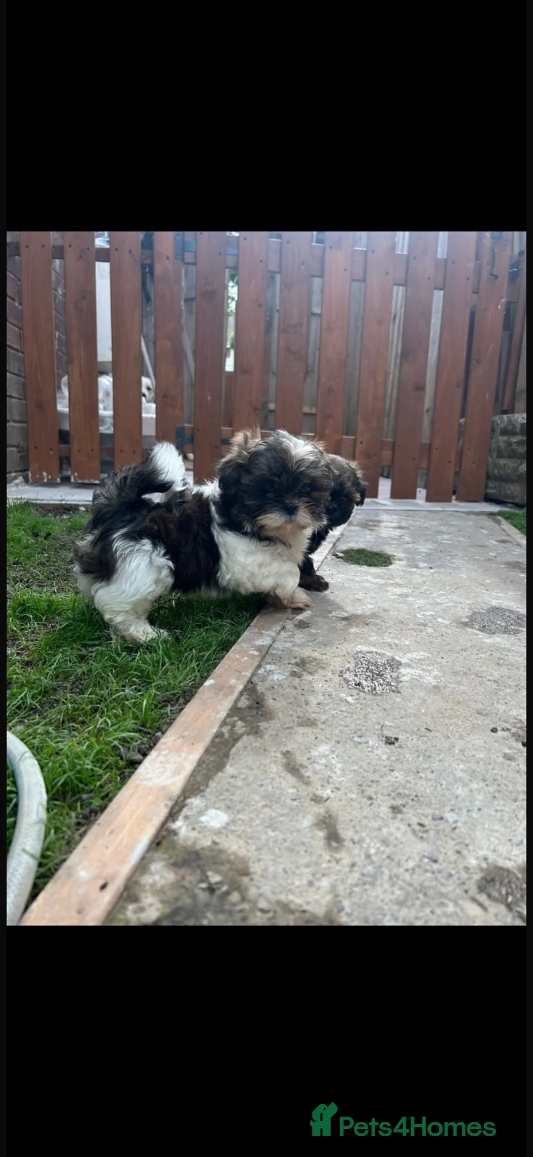 Shih Tzu dogs for sale: Shih Tzu Puppies - Advert 2