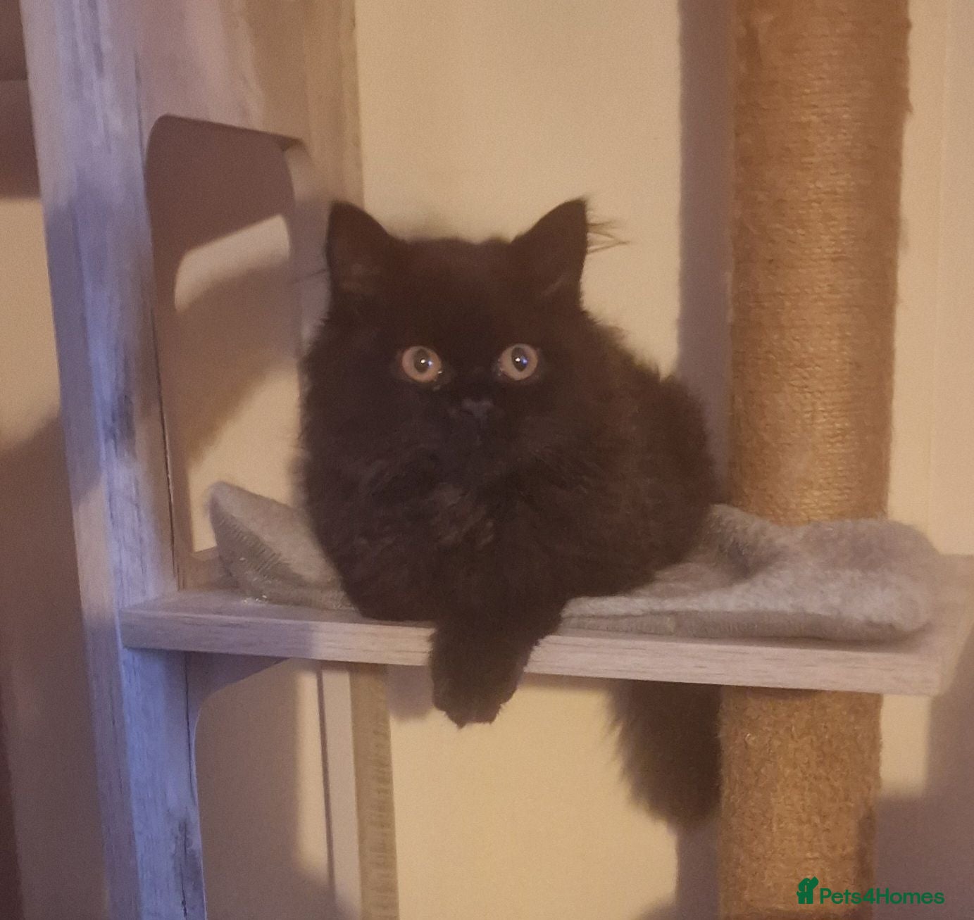 British Longhair cats Gorgeous GCCF reg British Longhair kitten  - Advert 3